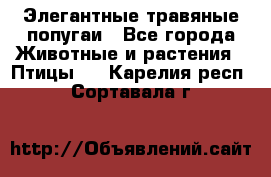 Элегантные травяные попугаи - Все города Животные и растения » Птицы   . Карелия респ.,Сортавала г.